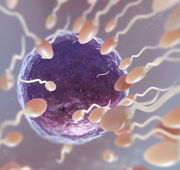 fertility-procedure